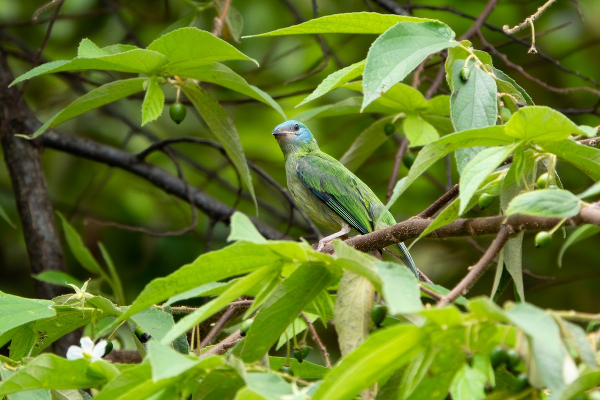 Blue Dacnis - ML646924995