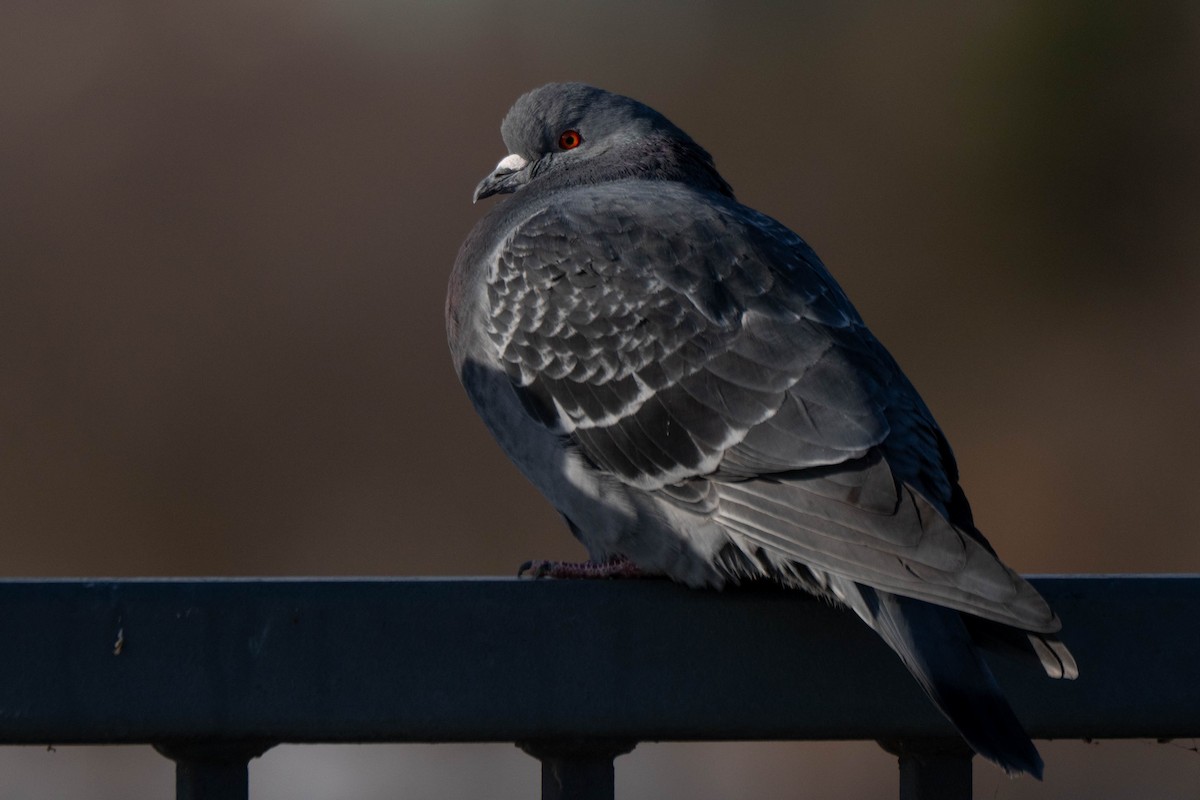 Paloma Bravía (variedad doméstica) - ML646924996