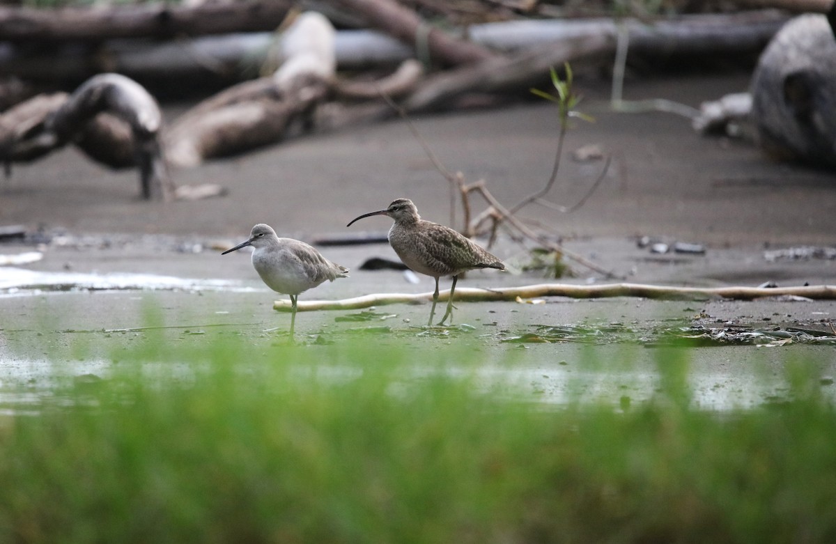 Willet - ML646924997