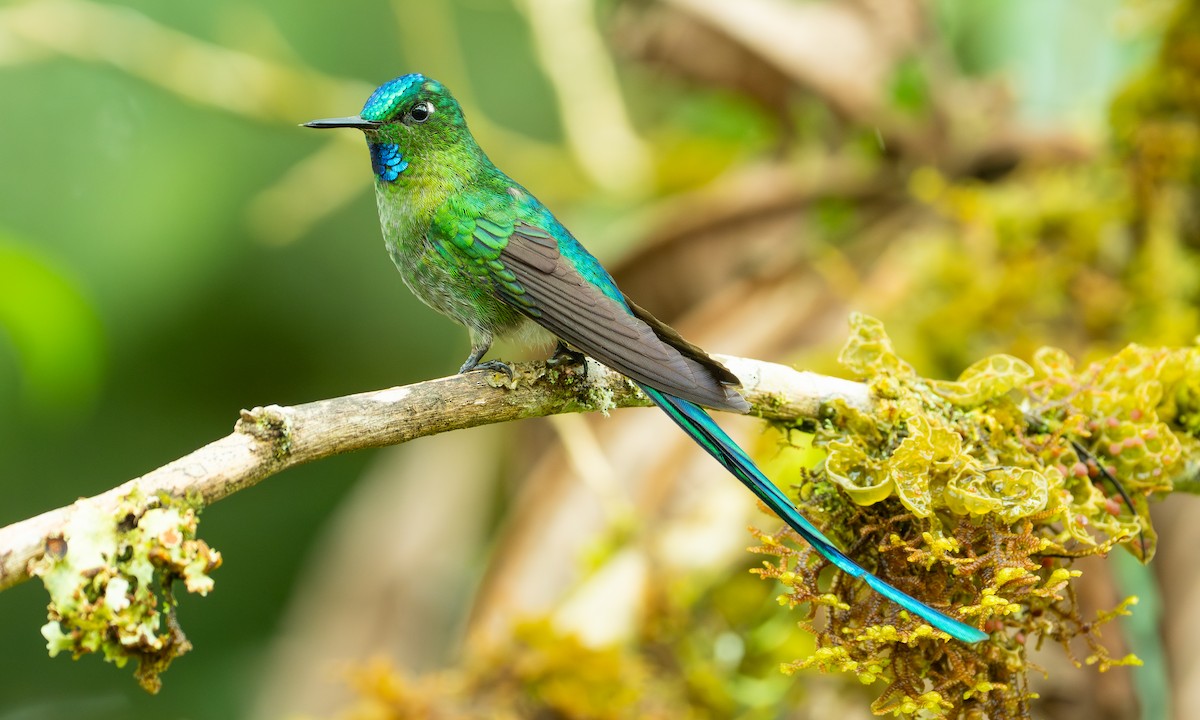 Long-tailed Sylph - ML646924998