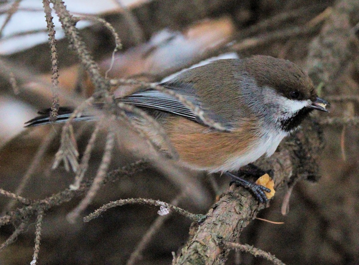 Boreal Chickadee - ML646925003