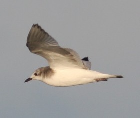 Sabine antxeta - ML646925004