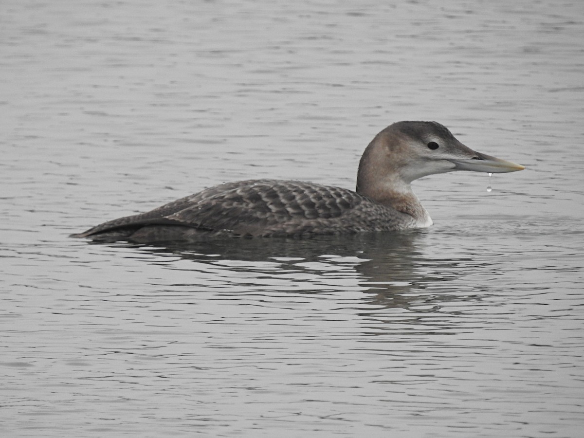 Yellow-billed Loon - ML646925008