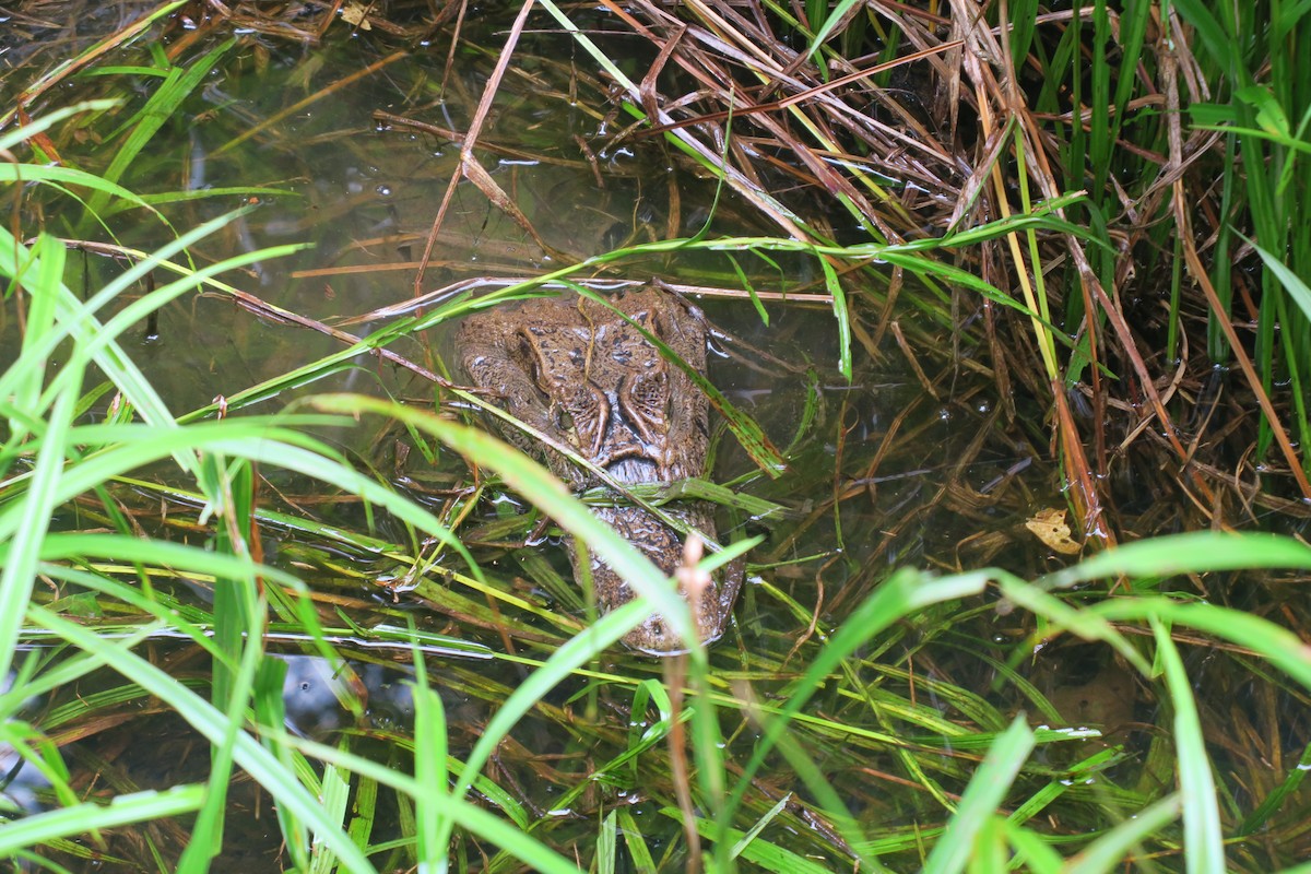 Typical Caimans - ML646925009