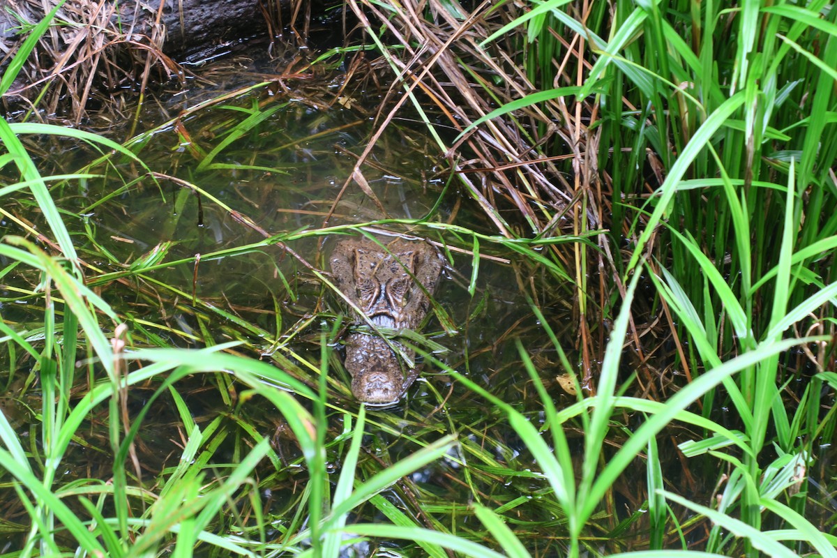 Typical Caimans - ML646925010