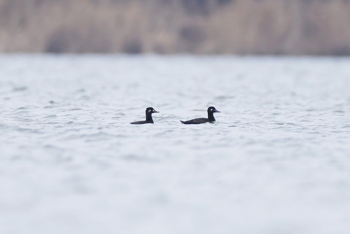 Velvet Scoter - ML646925019