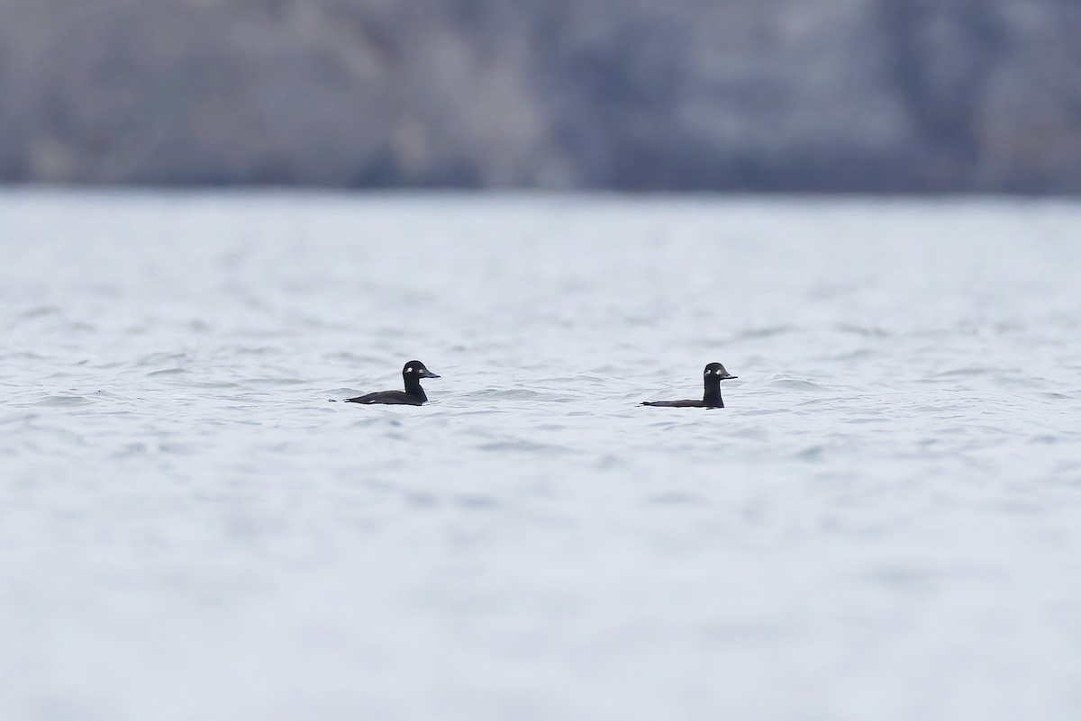 Velvet Scoter - ML646925020
