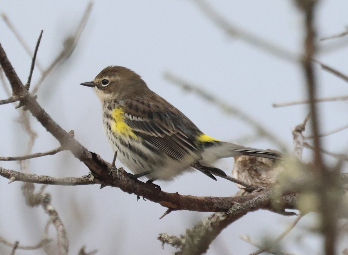 Yellow-rumped Warbler - ML646925026