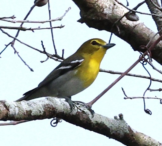 ויראו צהוב-גרון - ML646925027