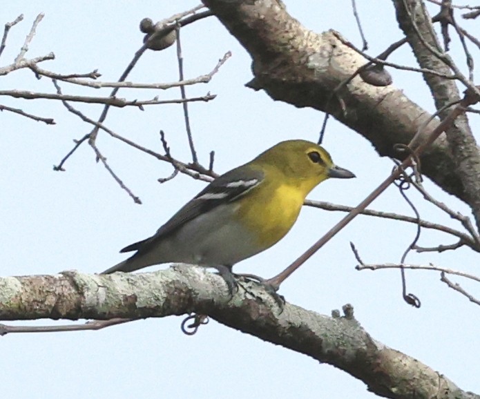ויראו צהוב-גרון - ML646925028