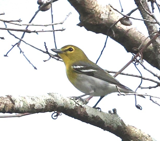 ויראו צהוב-גרון - ML646925029