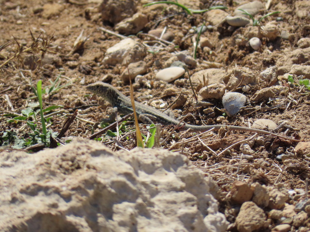 Reptiles - ML646925031