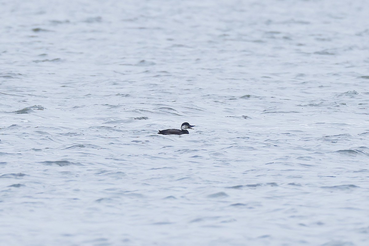 Common Scoter - ML646925036