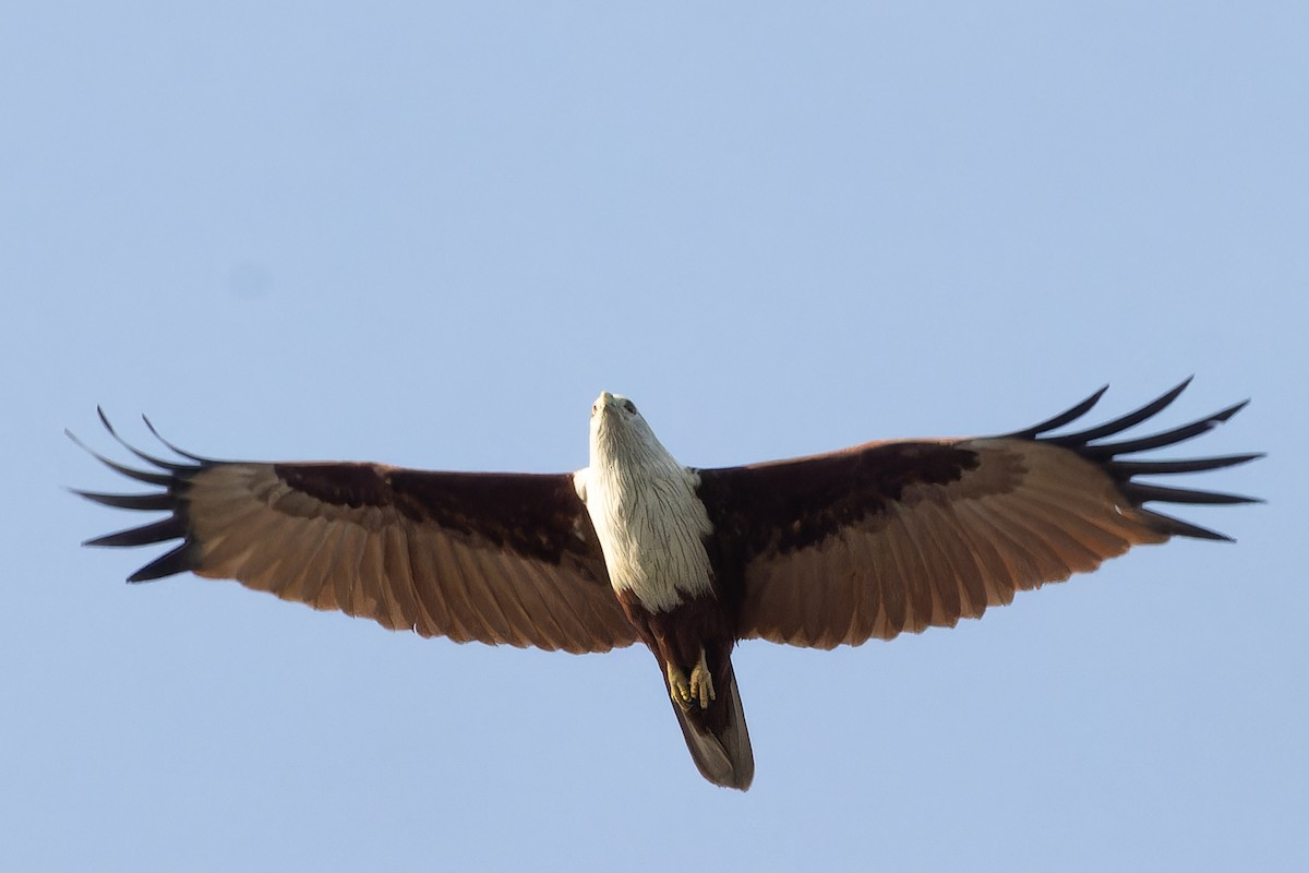 Шуліка королівський - ML646925047