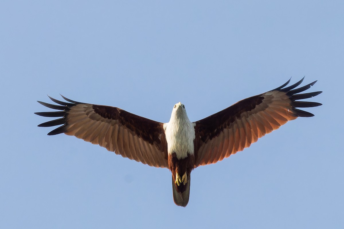 Шуліка королівський - ML646925048