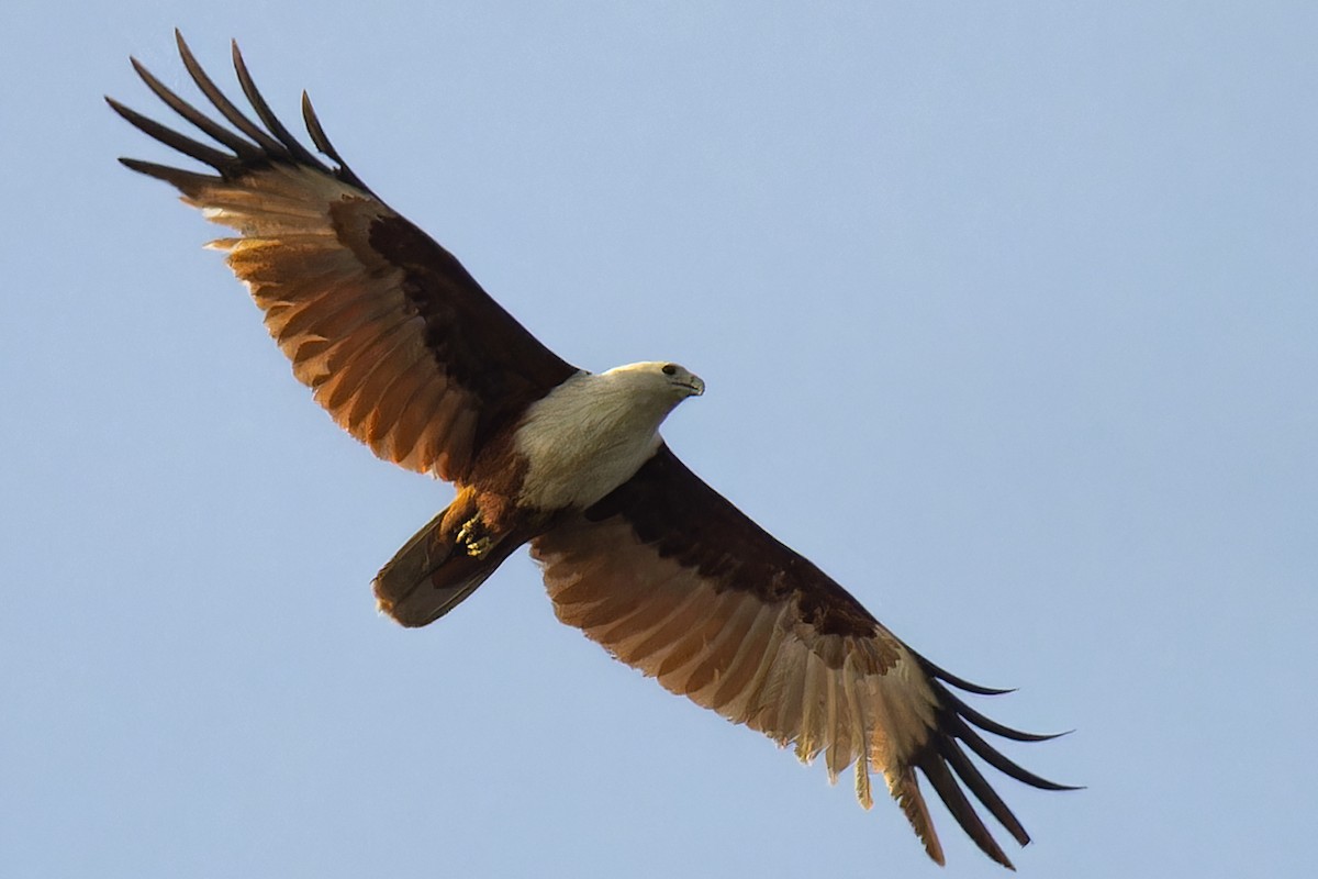 Шуліка королівський - ML646925050