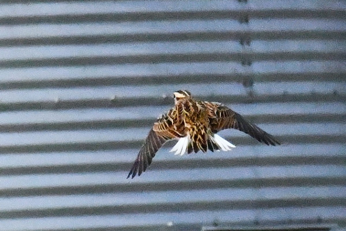 Eastern Meadowlark - ML646925052