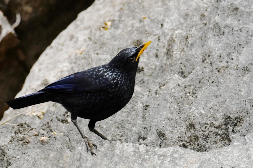 Purpurpfeifdrossel [flavirostris-Gruppe] - ML646925057