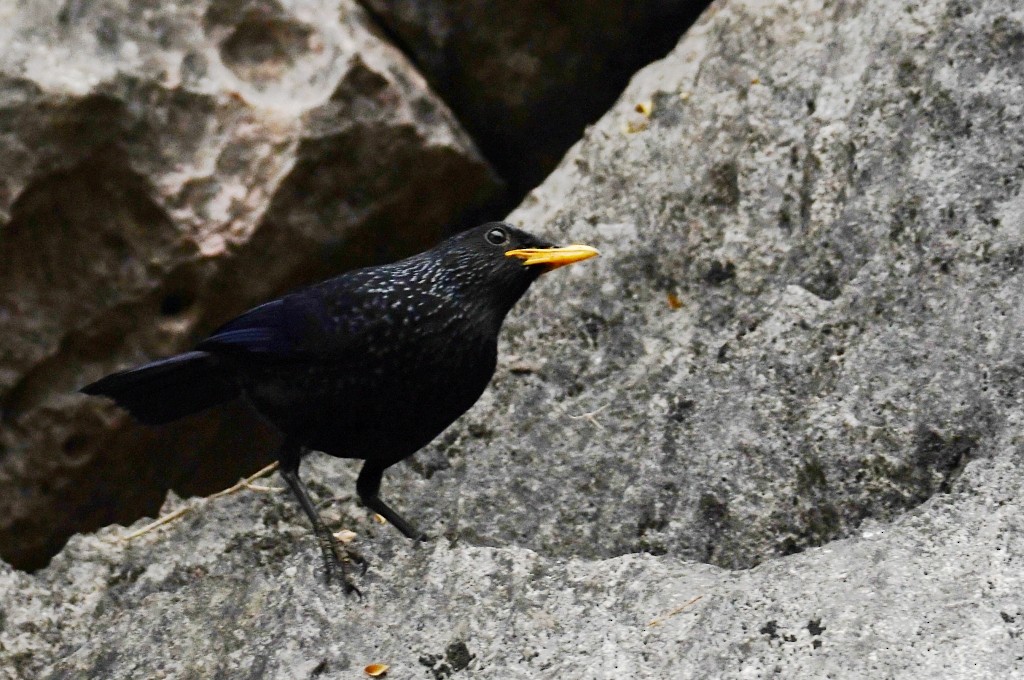 Purpurpfeifdrossel [flavirostris-Gruppe] - ML646925058