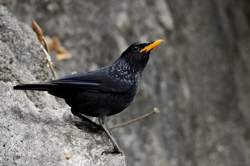 Purpurpfeifdrossel [flavirostris-Gruppe] - ML646925059