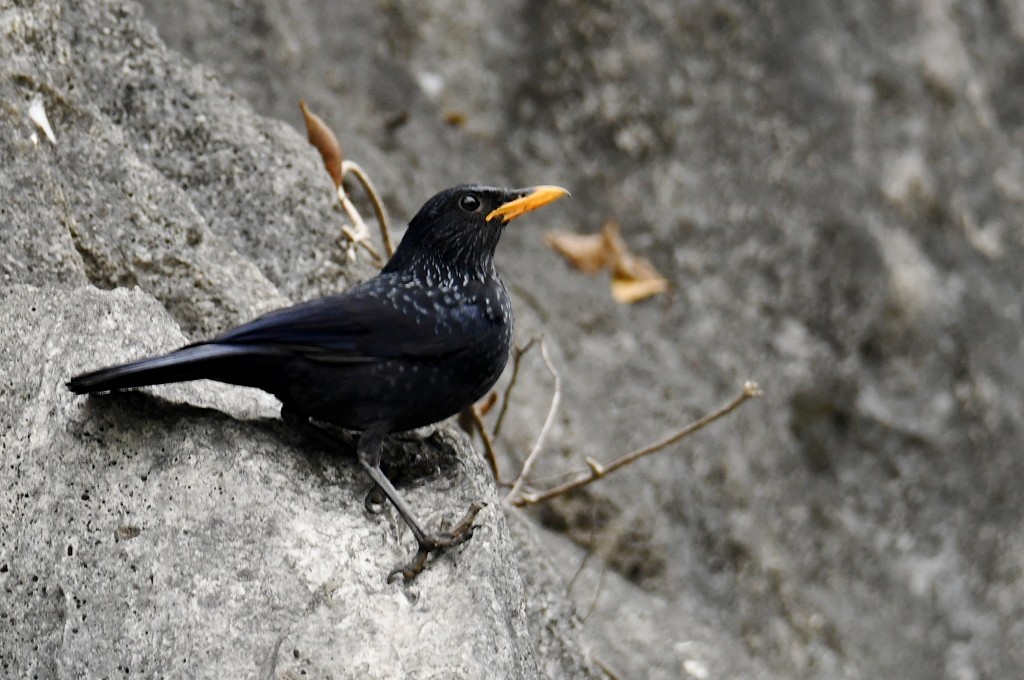 Purpurpfeifdrossel [flavirostris-Gruppe] - ML646925060