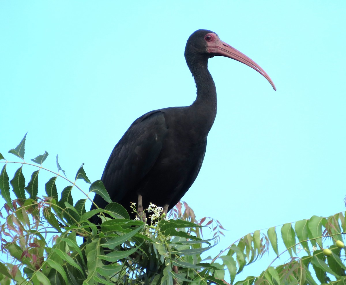 Ibis Afeitado - ML646925077