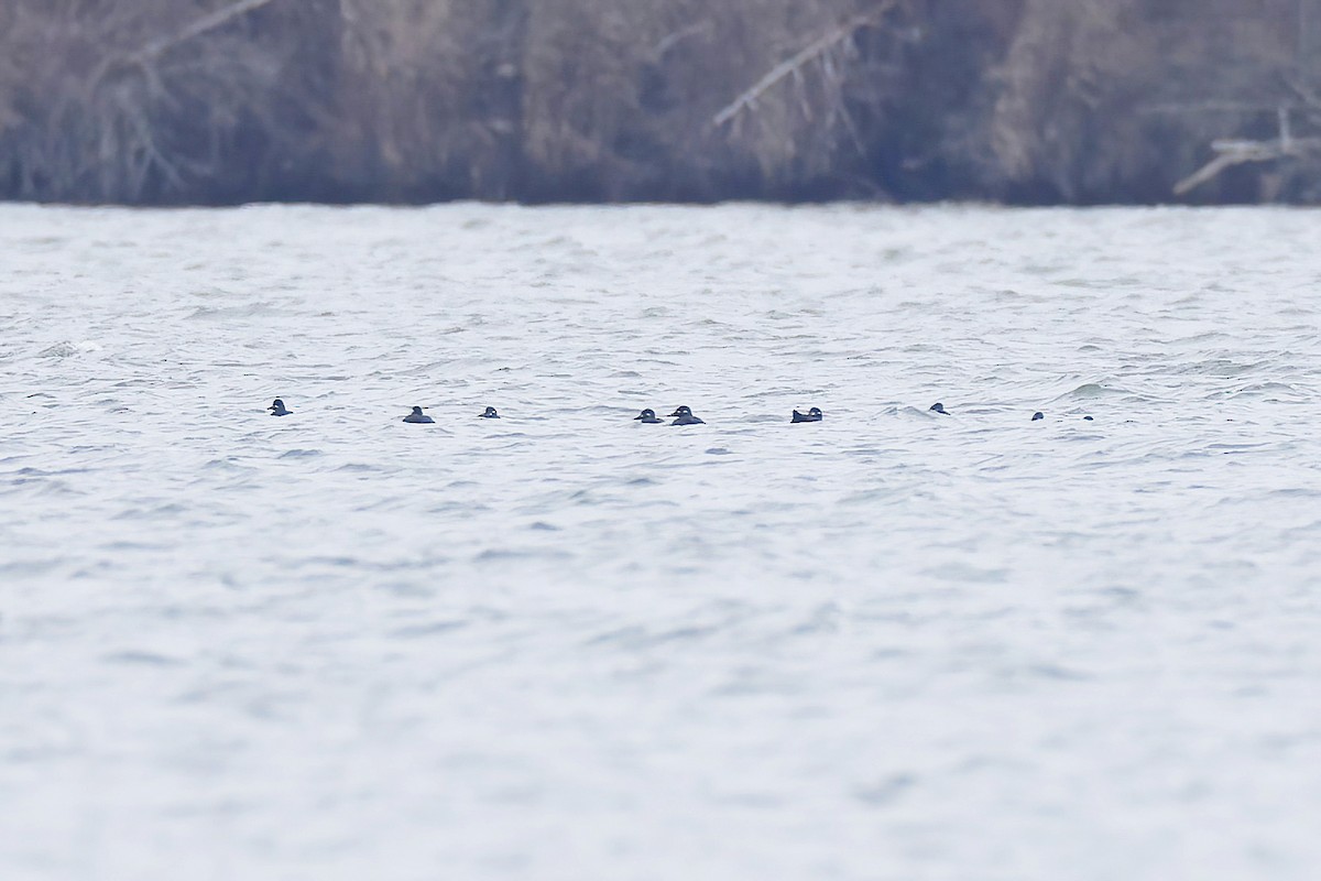 Velvet Scoter - ML646925078