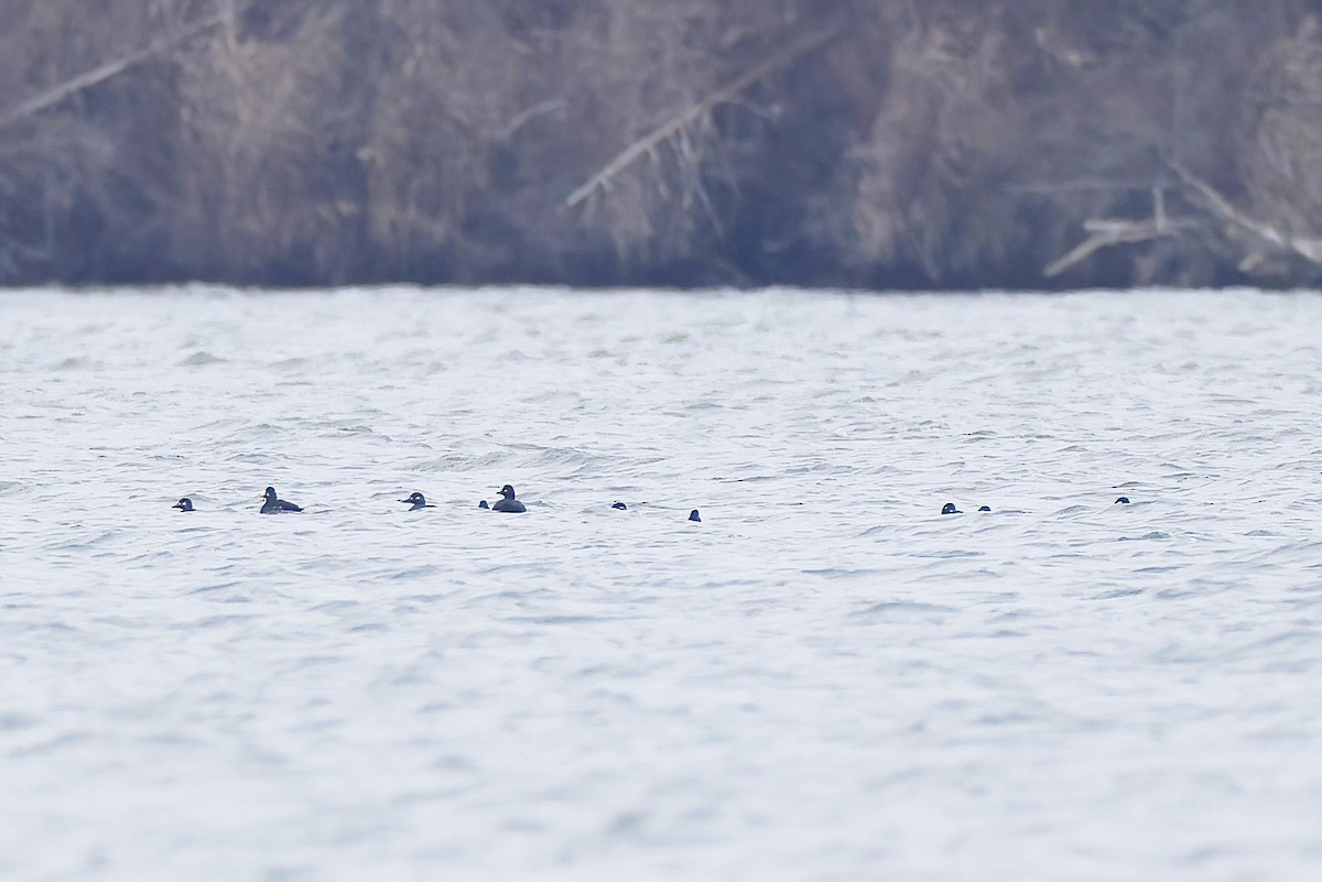 Velvet Scoter - ML646925079