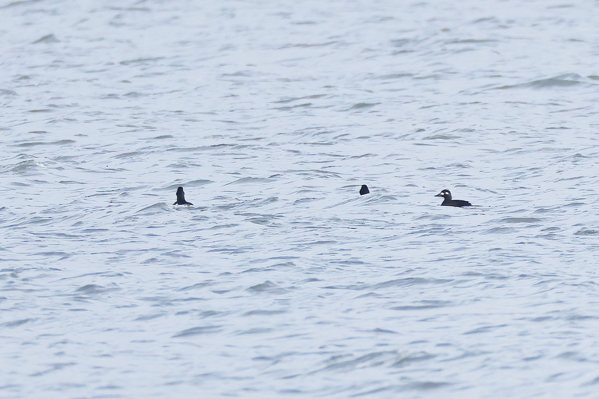 Velvet Scoter - ML646925080