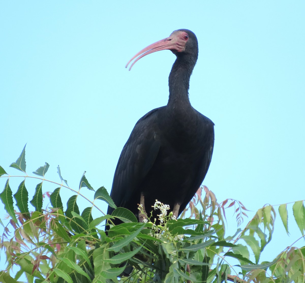 Ibis Afeitado - ML646925081