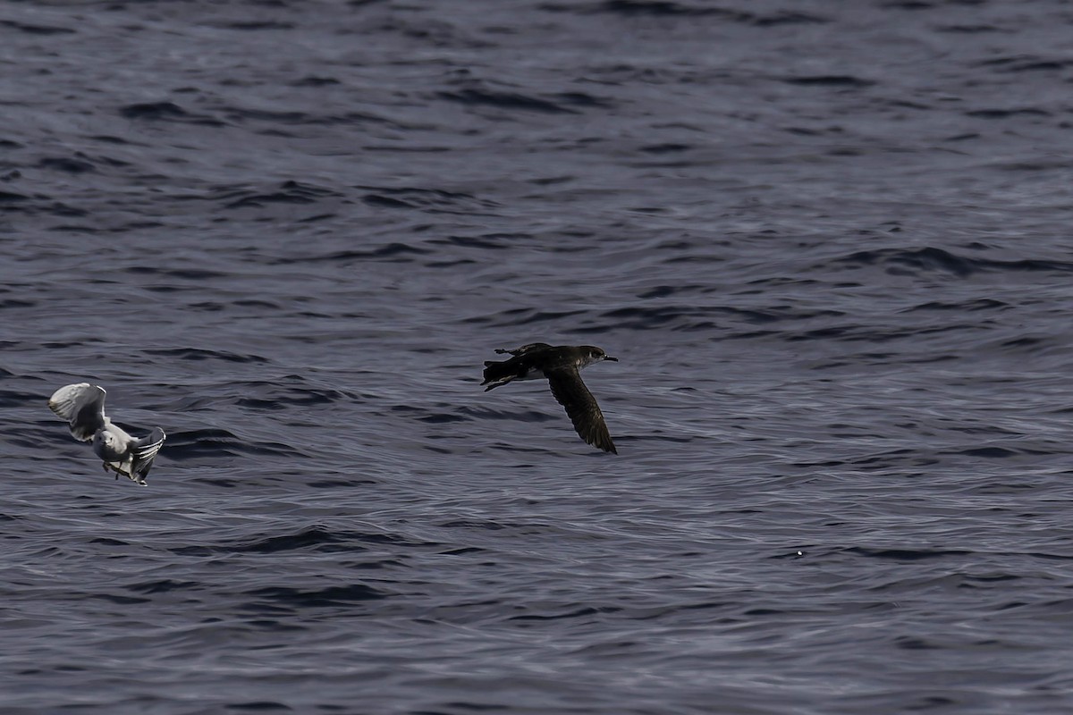 Manx Shearwater - ML646925082
