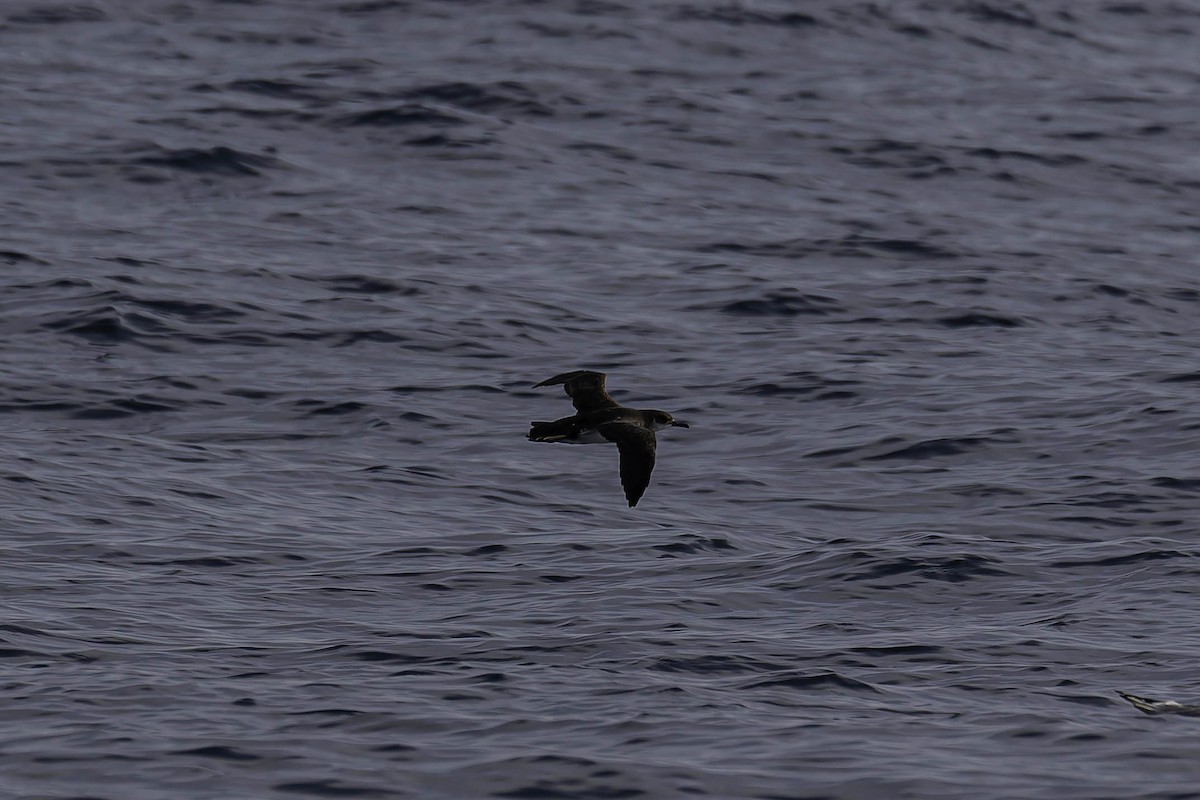 Manx Shearwater - ML646925084
