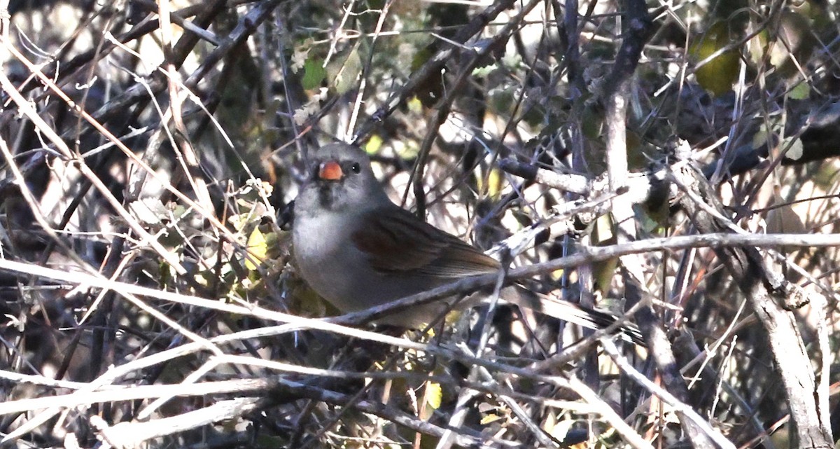 Black-chinned Sparrow - ML646925085