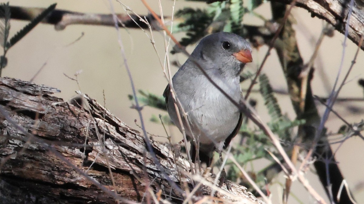 Black-chinned Sparrow - ML646925087