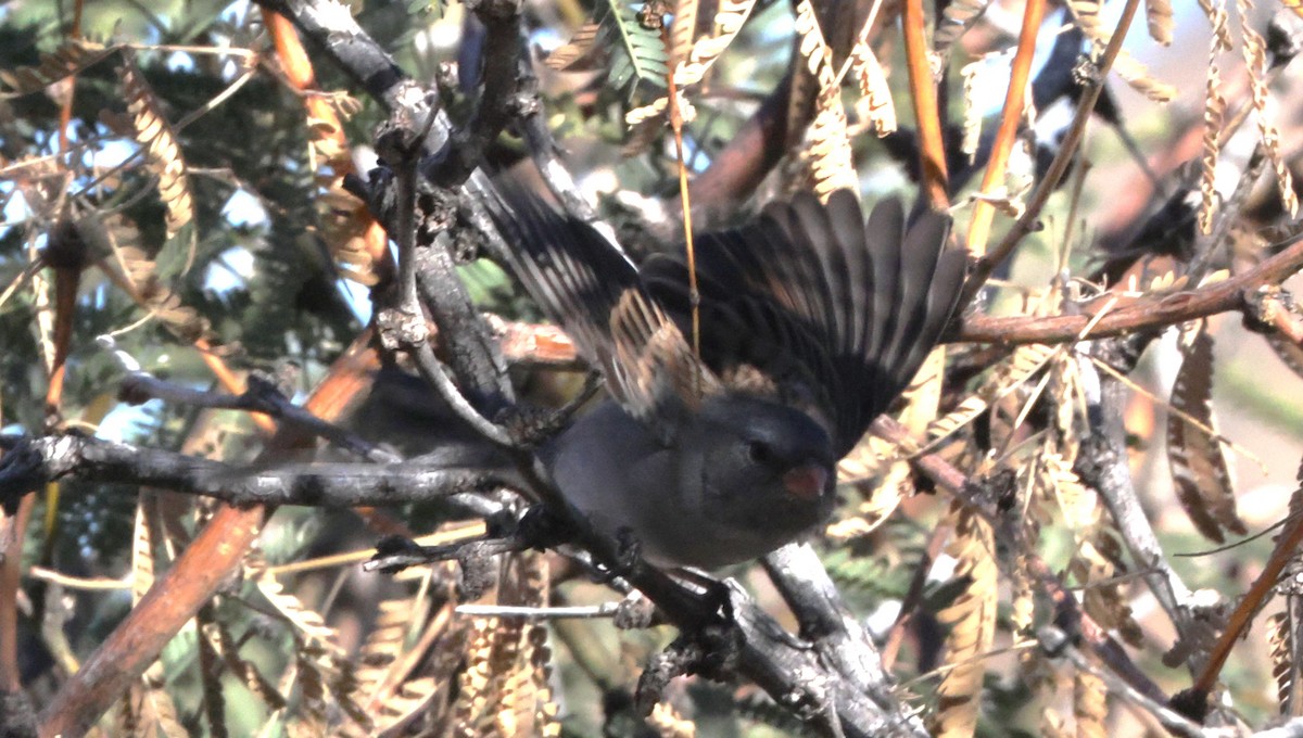 Black-chinned Sparrow - ML646925088