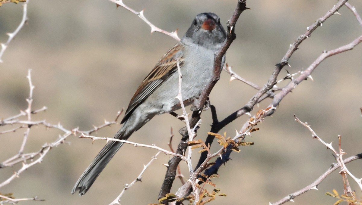 Black-chinned Sparrow - ML646925089