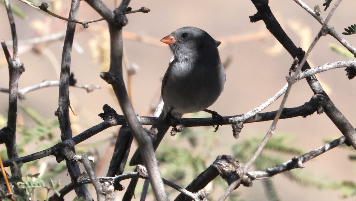 Black-chinned Sparrow - ML646925091