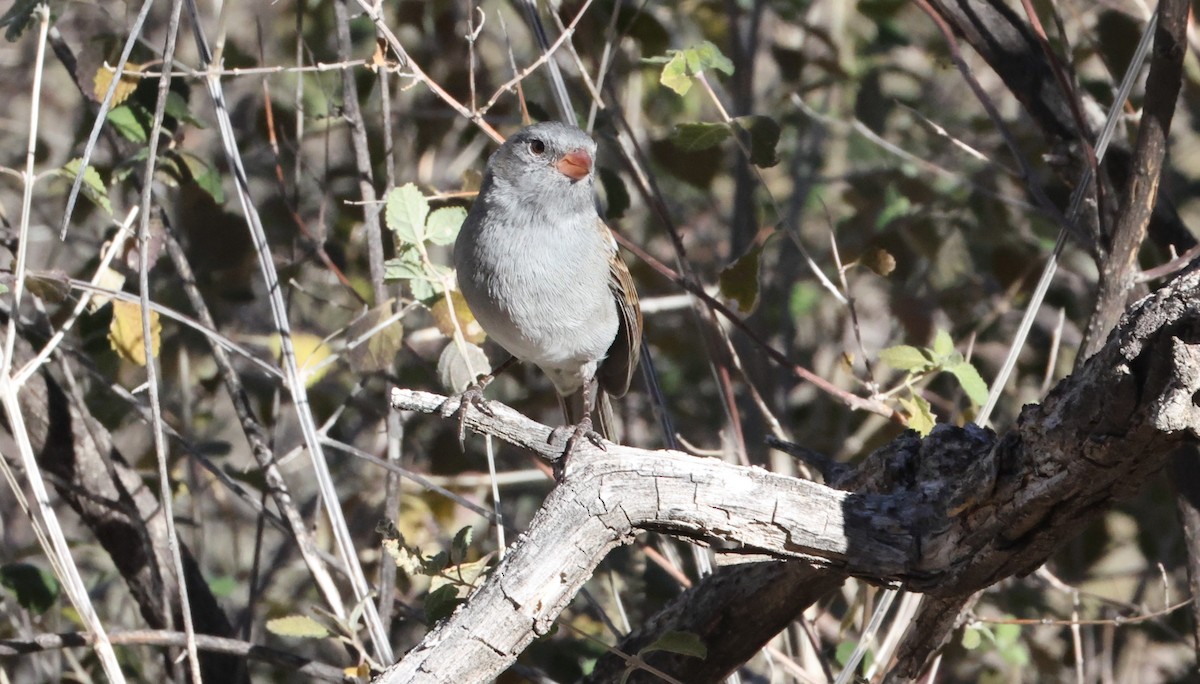 Black-chinned Sparrow - ML646925093