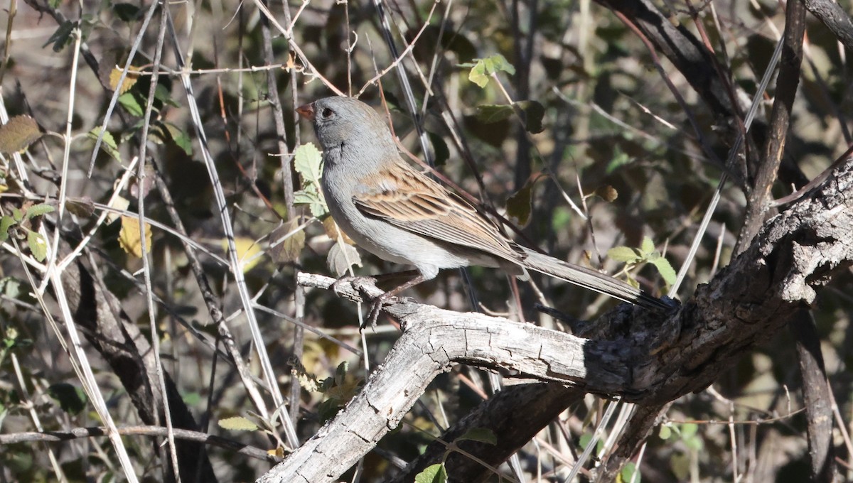 Black-chinned Sparrow - ML646925094