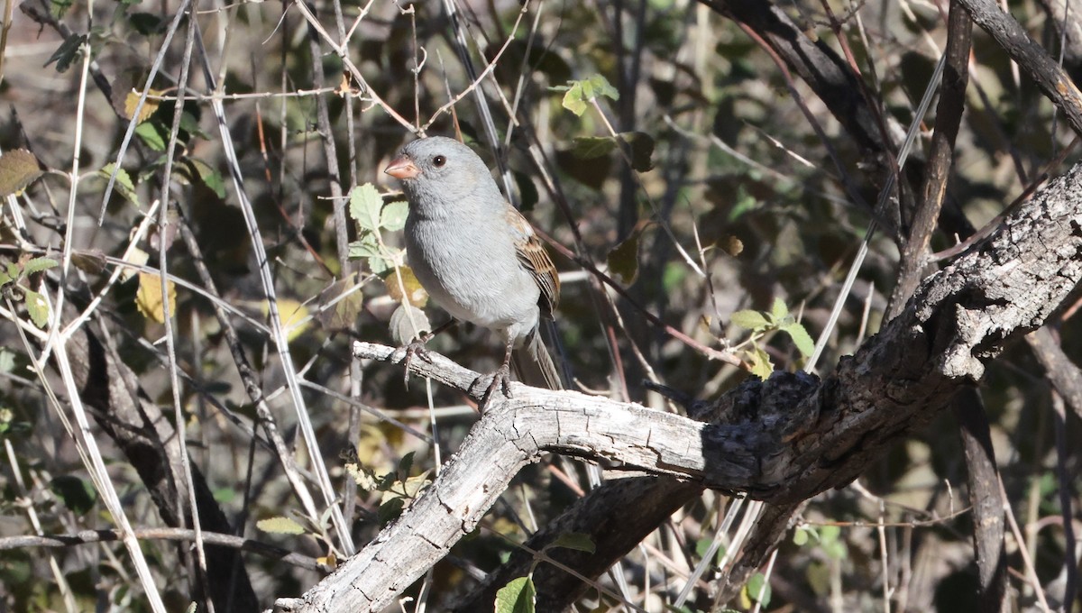 Black-chinned Sparrow - ML646925095