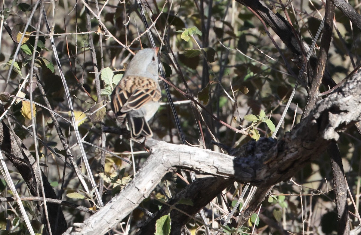 Black-chinned Sparrow - ML646925096