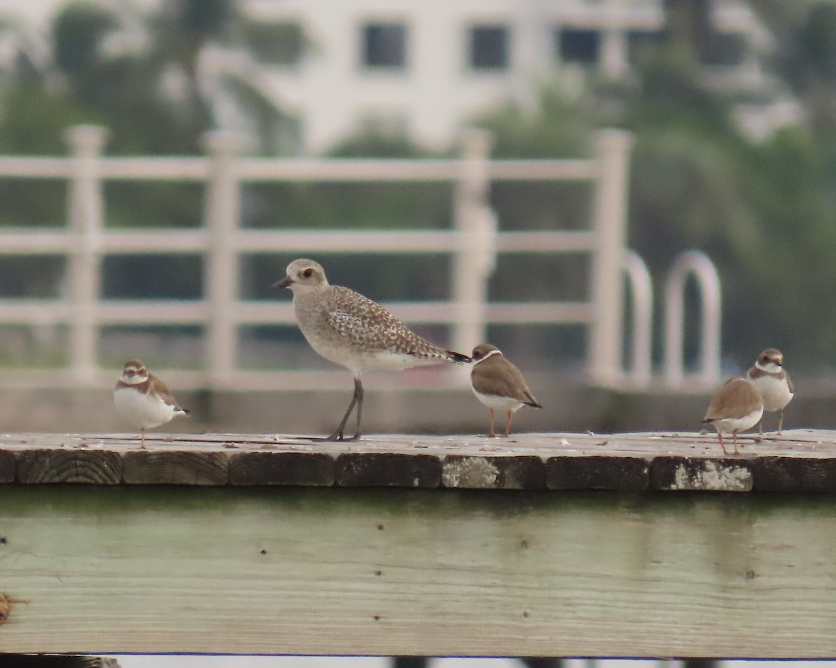 Black-bellied Plover - ML646925100