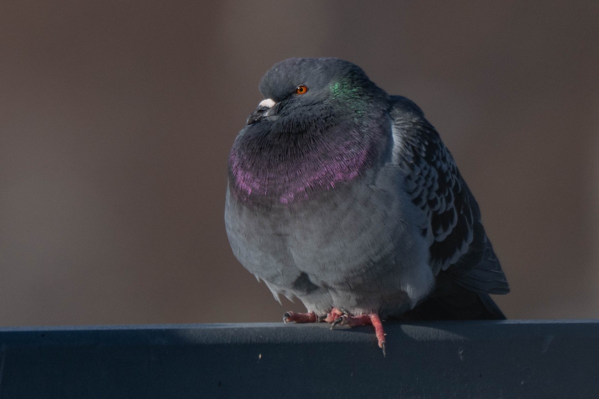 Paloma Bravía (variedad doméstica) - ML646925101