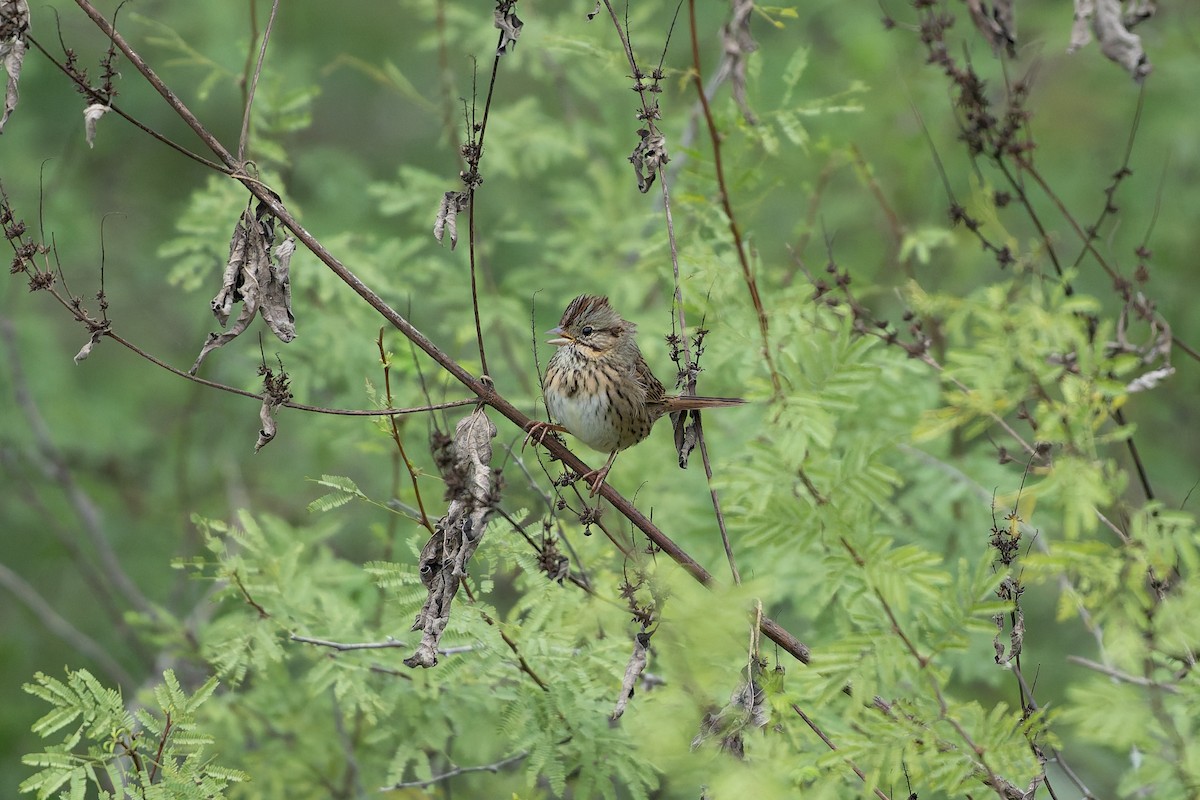 strnadec pruhohlavý - ML646925103