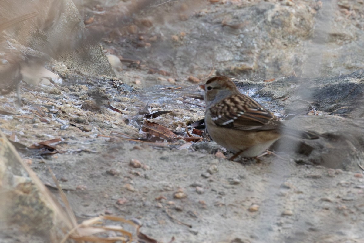 White-crowned Sparrow - ML646925107