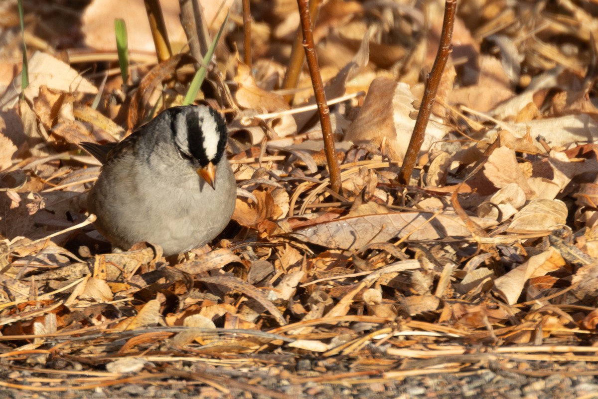 White-crowned Sparrow - ML646925108