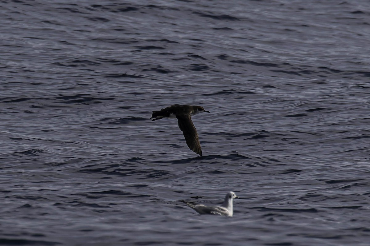 Manx Shearwater - ML646925110
