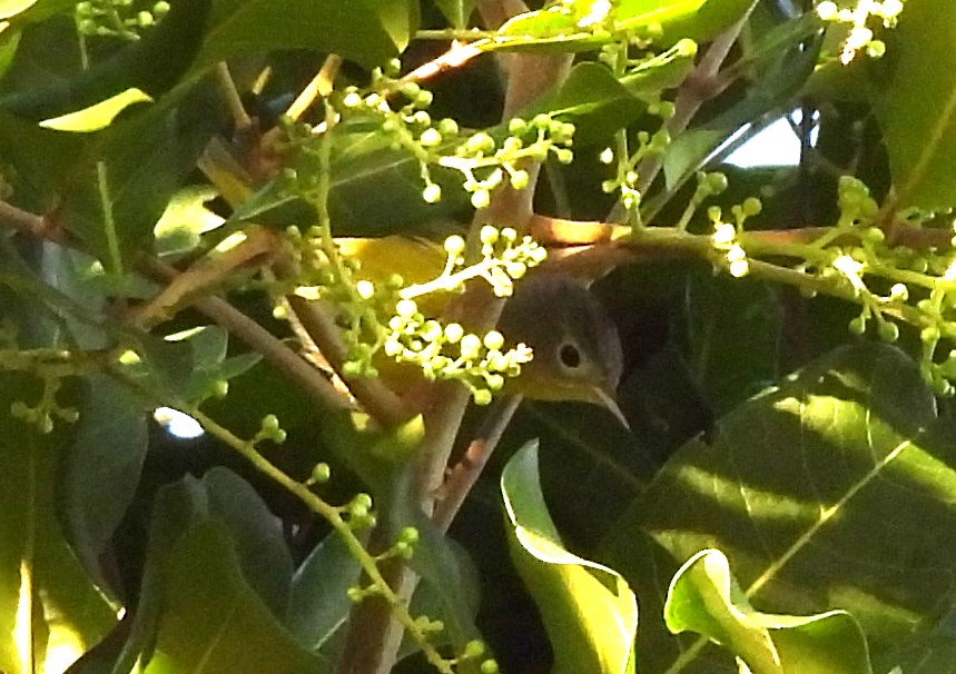 Червоїд сіроголовий - ML646925116