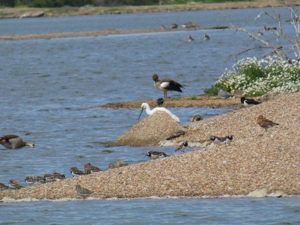 ヘラサギ - ML646925118