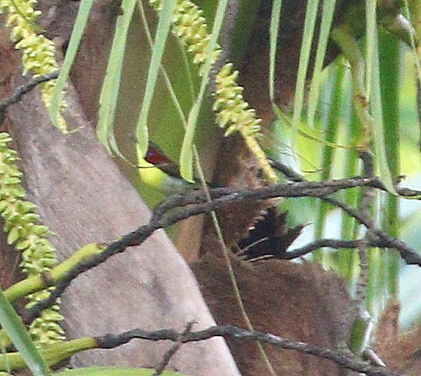 Handsome Sunbird - ML646925119